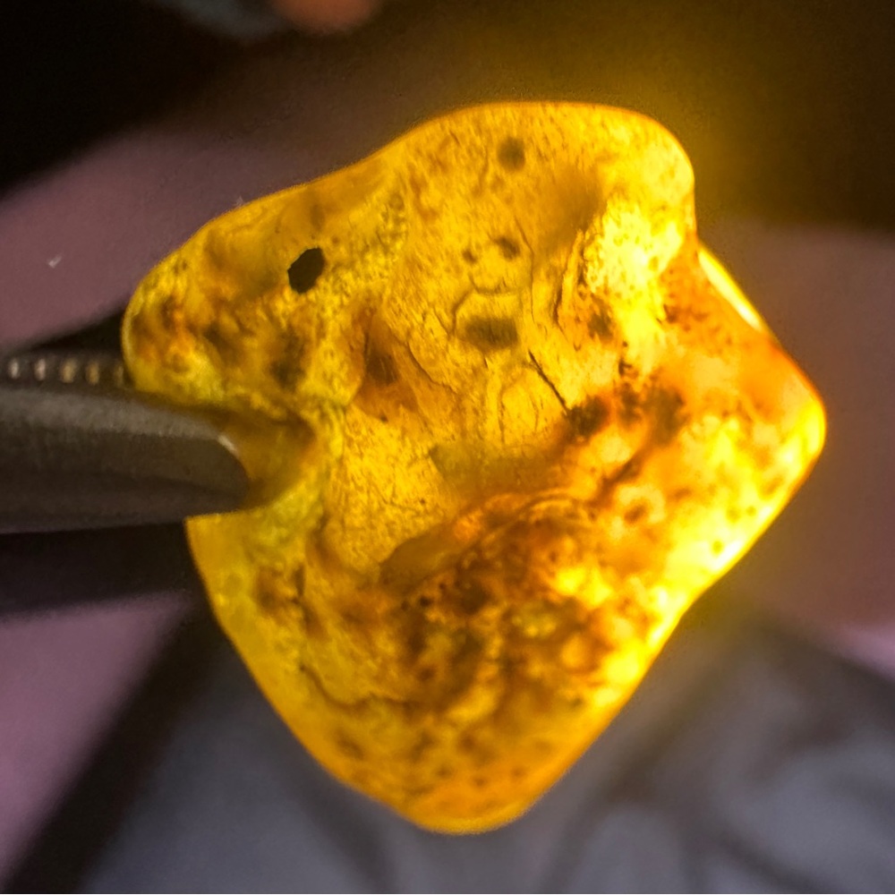 Baltic Sea Amber with a big insect 🕷️